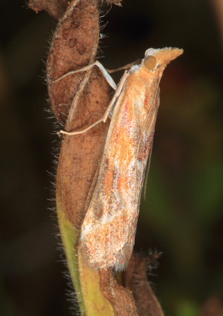 Ancylosis cinnamomella? S